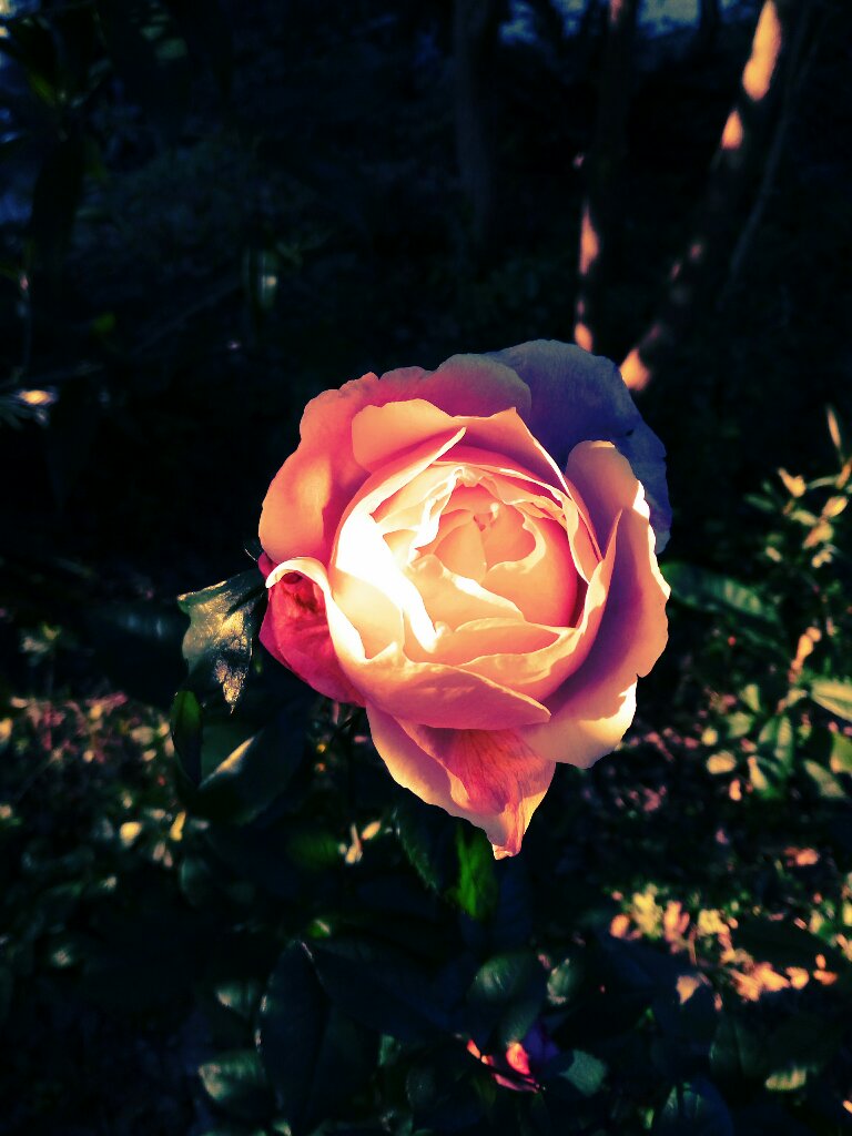 路边一朵鲜花