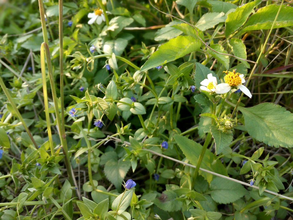 微距下的春天 路边杂花杂草也能是一番美景