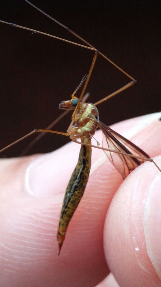 长脚蚊子有毒吗图片