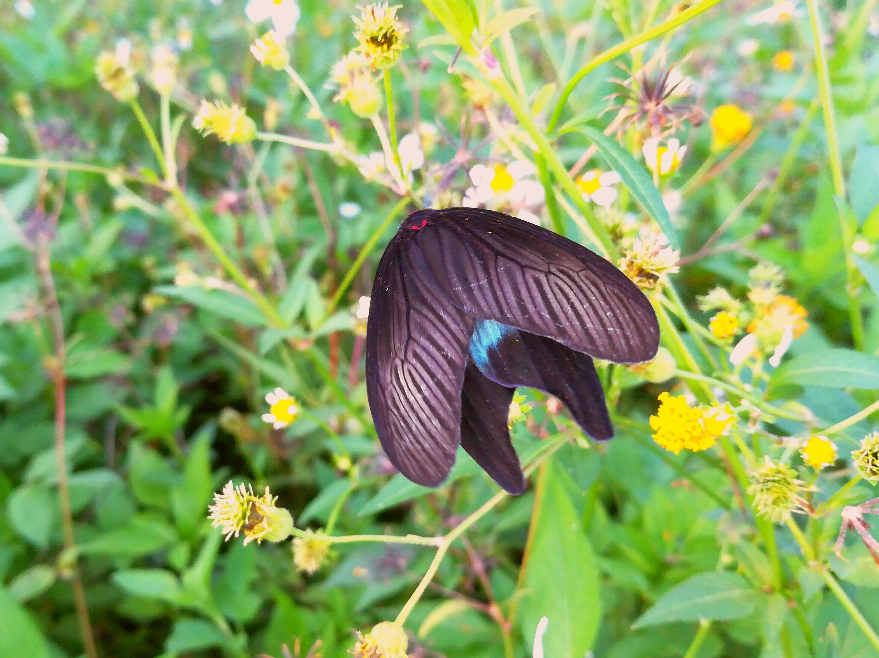 斑蛾随拍一两张