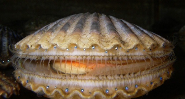 冷知识扇贝的100只眼睛