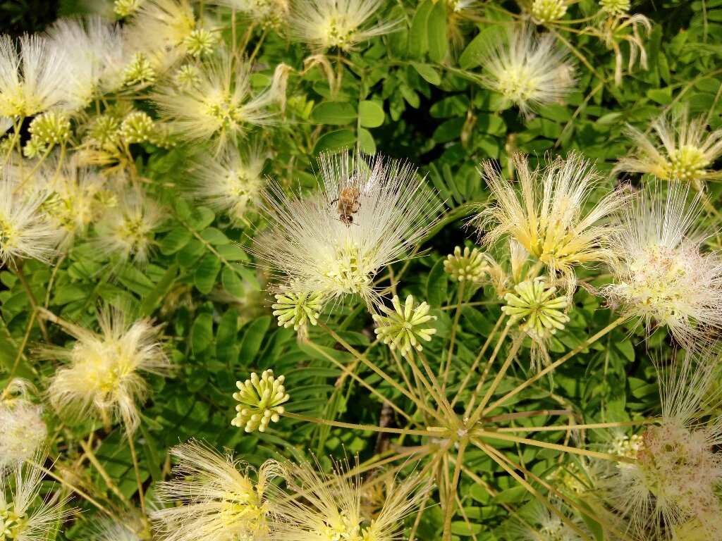 野外拍摄系列之山合欢