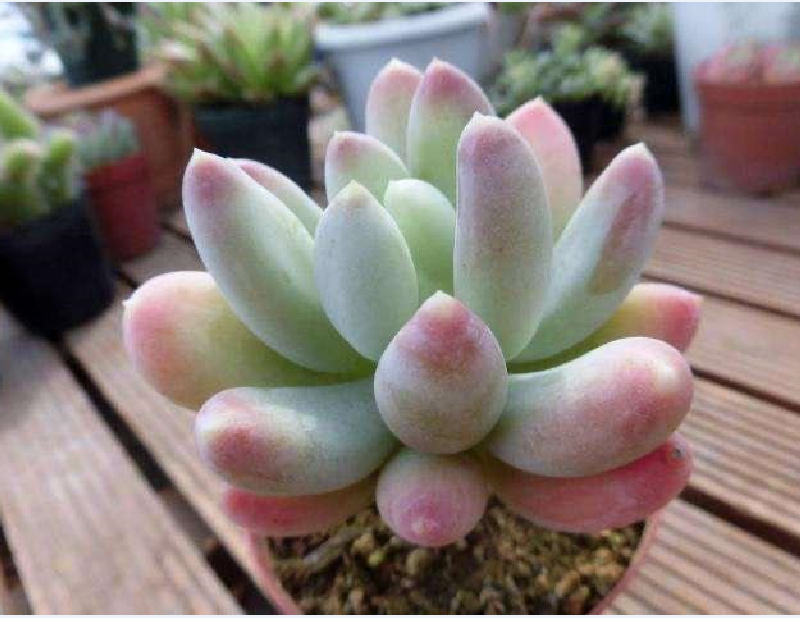 多肉美人京美人