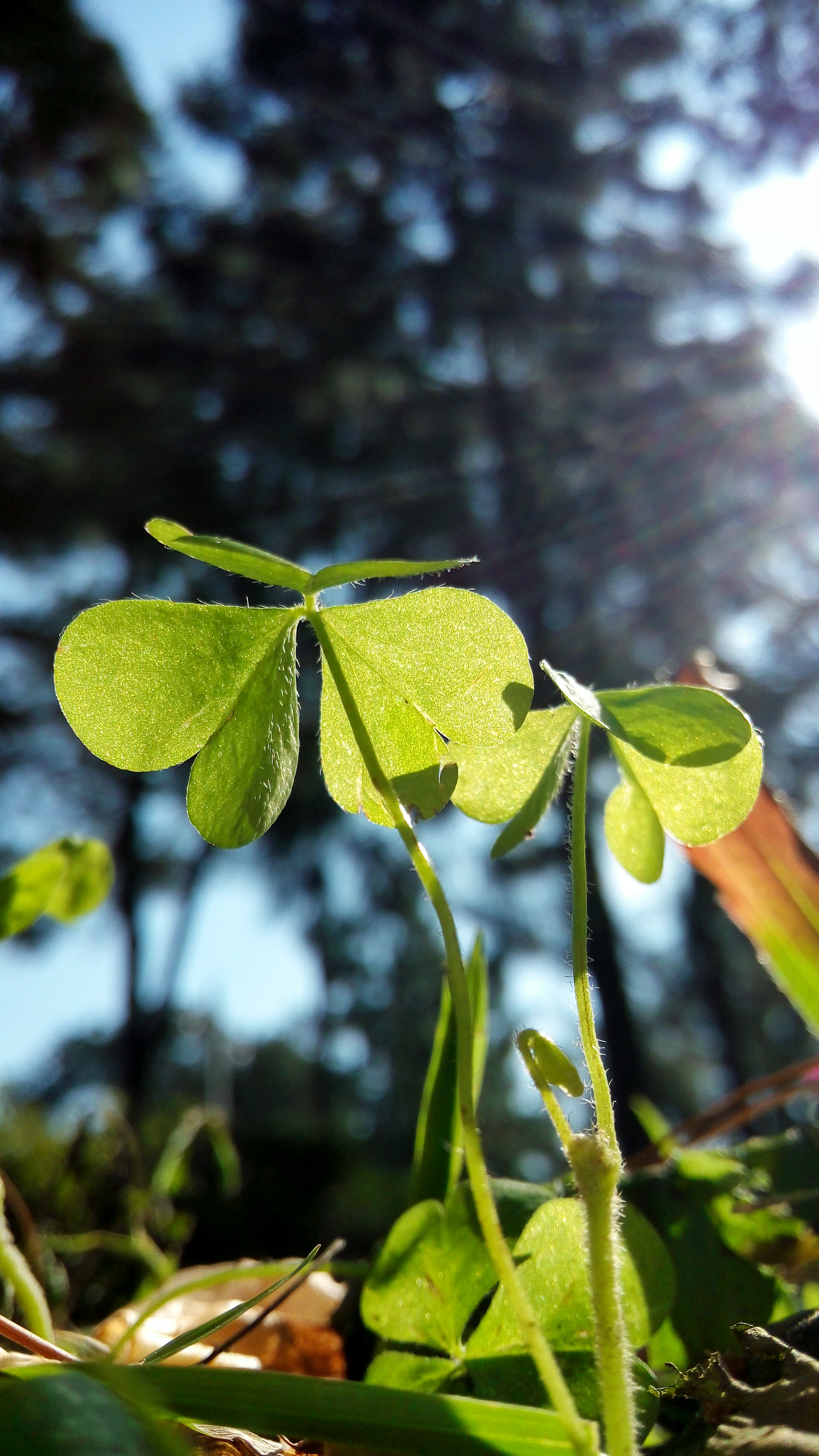 微距下的春天小草也争艳来吧看一个清秀的春天