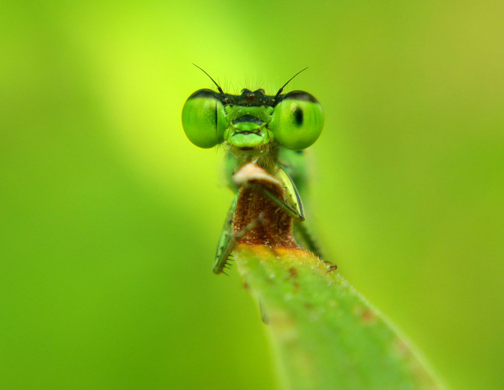 小昆虫大视界手机镜头里的精灵们