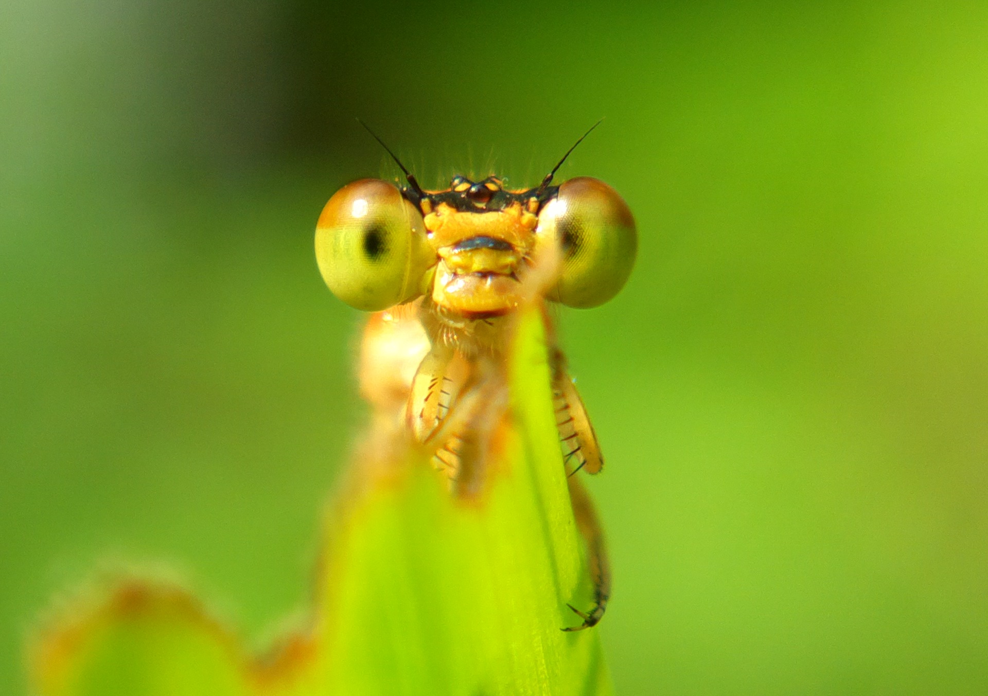 小昆虫大视界手机镜头里的精灵们