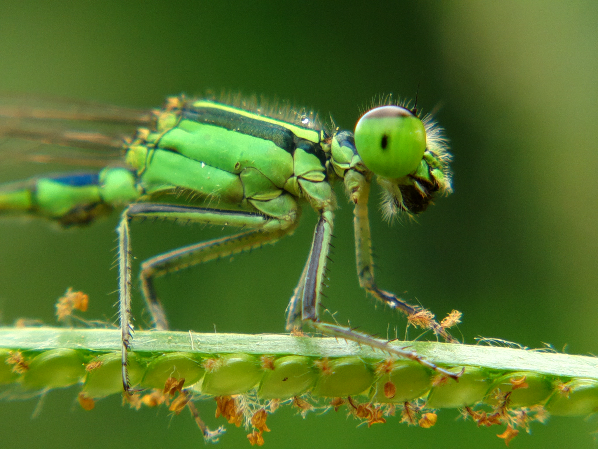 小昆虫大视界手机镜头里的精灵们